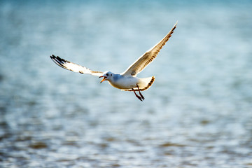 Lachmöwe beim Flug über die polmische Ostseeküste