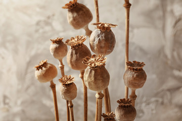 Poppy heads on blurred background, closeup