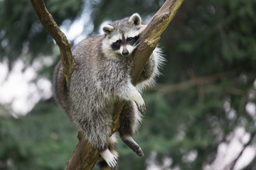 Waschbär liegt in der Astgabel