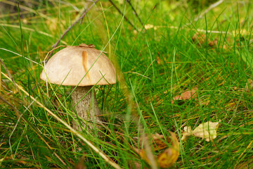 mushroom in forest