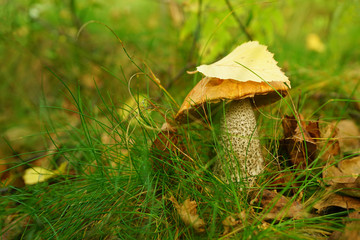 mushroom in forest