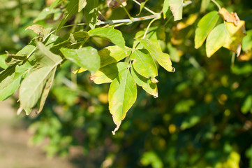 Obraz premium Green tree leaves on branch on sunny day