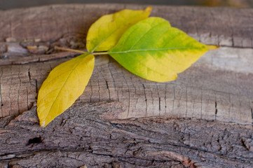 Autumn. Yellow leaves lay on wooden stamp background