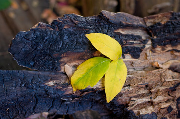 Yellow autumn tree leaf lay on burnt wooden stamp