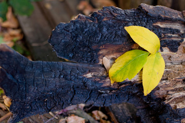 Autumn composition. Yellow, green leaf laying on old burnt wooden stamp