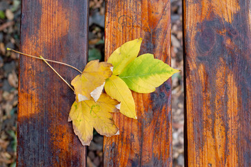 Yellow fallen leaves laying on wooden bench on afternoon. Top view
