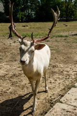 Young white deer