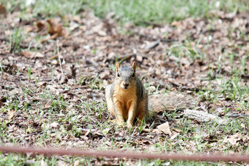 Naklejka na ściany i meble Eastern Fox Squirrel sitting in the grass and looking right at the viewer.