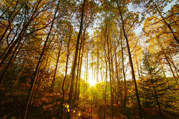 Warm autumn scenery in a forest.