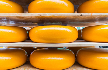 Large yellow rounds of gouda cheese closeup on shelves ready for market. - obrazy, fototapety, plakaty
