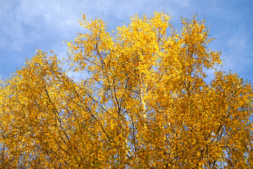Autumn birch tree foliage.