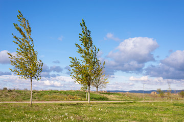 Obraz premium Branches of trees bend in the wind