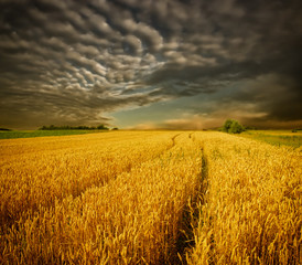  storm above the grain field