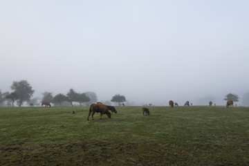 Kühe im Nebel