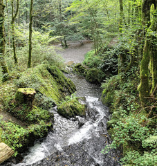 Fototapeta na wymiar Waterfall the wild swoosh in wild Endertal valley in eifel region (Germany)