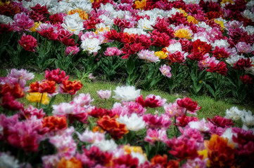 tulipani colorati