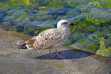 Fototapeta premium Marine gull on rest