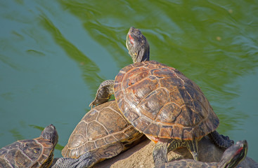 tortoises on a stone