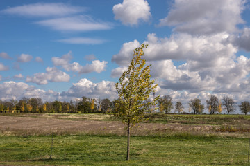 The tree bends in the autumn wind in the plain