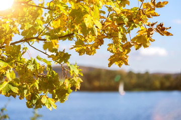 sunny autumn leaves and lake background