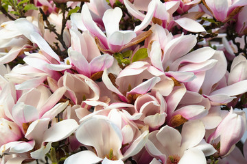 Magnolia night and day - 178722471