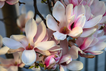 Magnolia night and day - 178722498
