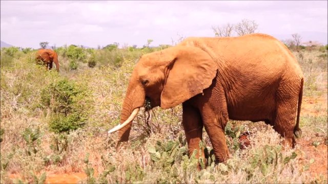 Elefant im Tsavo Ost, Kenia