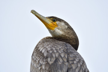 Kormoran an der Ostsee im Herbst