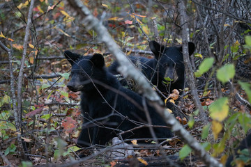 Obraz na płótnie Canvas Black bear cubs on Skyline Drive, Shenandoah National Park
