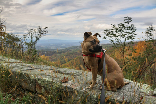 Dog in Shenandoah  National Park, Virginia