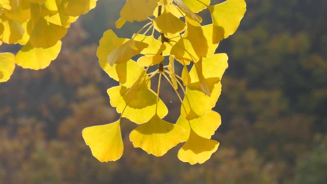 Fresh wind of autumn in ginko leaves in a branch