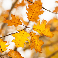 Eichenblätter im Herbst im Gegenlicht