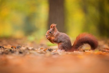 Naklejka na ściany i meble Squirrel, Autumn, nut and dry leaves
