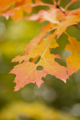 Herbstblätter mit Blattfraß