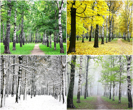Fototapeta Four seasons of row birch trees