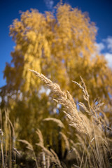 Fototapeta premium Autumn grass