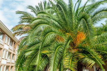 Palm leaf close up