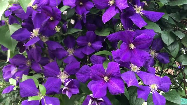 Purple Clematis Flowers Atragene Knyazhik family Ranunculaceae stamen petals spring plant footage jackmanii Close up blooming flower on fence are developing wind