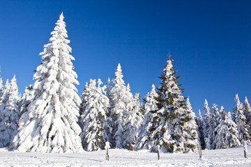 Winterwunderland Weihnachten