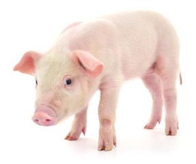 Pig on white © Anatolii