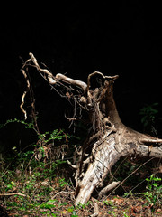 Fototapeta premium Roots of a Fallen Tree