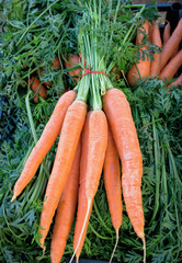 Organic carrots at a market