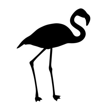 black silhouette of flamingo on white background of vector illustration