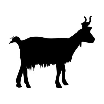 black silhouette of mountain goat on white background of vector illustration
