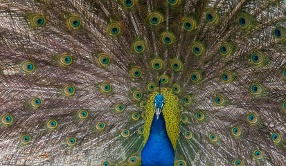 Fototapeta premium Peacock
