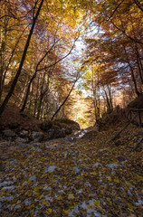 The autumn with foliage in the National Park of Abruzzo, Lazio and Molise (Italy) - An italian mountain natural reserve, with little old towns, the Barrea Lake, Camosciara, Forca d'Acero, Val Fondillo