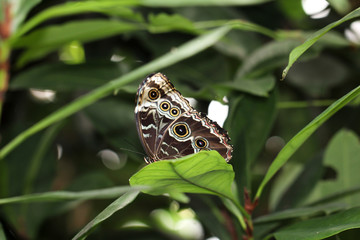 Himmelsfalter, Schmetterling 