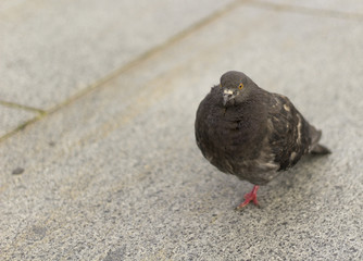 Pigeon