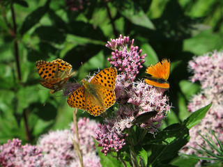 Fauna im Mairatal, Schmetterlinge