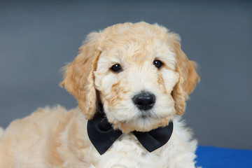 Cute goldendoodle puppy with black bow tie